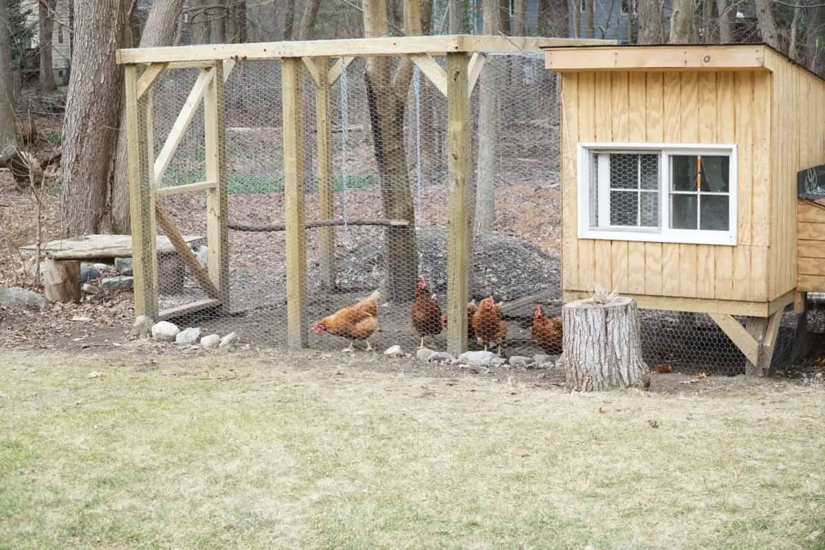 how-to-keep-chickens-off-grid-home