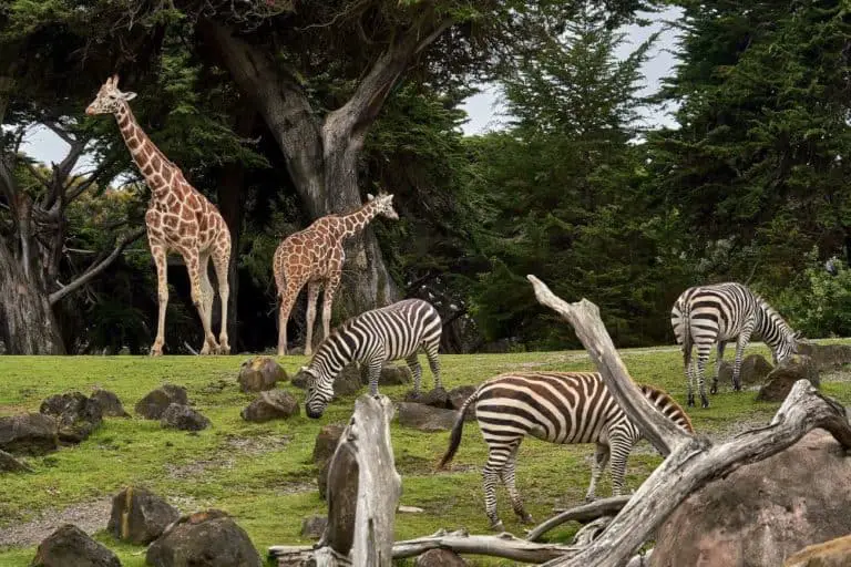 Is It Possible to Have a Zoo off the Grid?